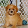 smart and gorgeous yorkie tzu puppy for sale 