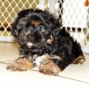 engaging and sweet morkie puppy for sale 