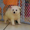 affectionate and active american eskimo puppy for sale 