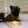 lovely and sweet havanese puppy for sale 