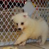 elegant american eskimo puppy for sale 