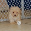 elegant and sweet havatese puppy for sale 