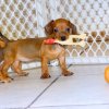 cute and playful min dachsund puppy for sale 