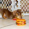 smart and charming min dachsund puppy for sale