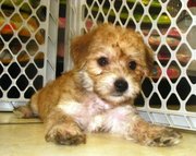 confident and sweet morkie puppy for sale