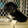 charming and elegant hava chon puppy for sale 