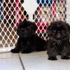 gentle and sweet shih tzu puppy for sale