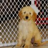 responsive and sweet golden doodle puppy for sale 
