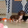 energetic and sweet mini dachshund puppy for sale 
