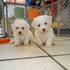 gorgeous and cute bichon puppy for sale 