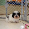 canny and sweet shih tzu puppy for sale 