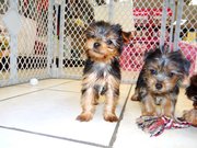 sweet and gentle yorkie puppy for sale 