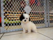 cute and gorgeous malti poo puppy for sale 