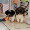 cheerful and adorable shih poo puppies for sale 