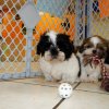 cute and playful shih tzu puppy for sale 