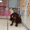 gentle and responsive mini dachshund puppy for sale 