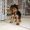 charming yorkie puppy for sale 