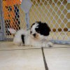cute and charming shih tzu puppy for sale
