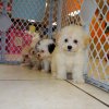 gorgeous malti poo puppy for sale 