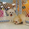 charming and responsive malti poo puppies for sale