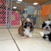 cute and engaging shih tzu puppies for sale 