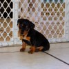 engaging and sweet min pin puppy for sale