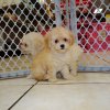 active and charming malti poo puppies for sale 