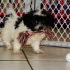 playful and charming shih poo puppy for sale 