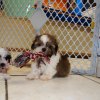 engaging and responsive shih tzu puppy for sale 