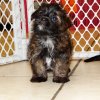 adorable chorkie puppy for sale 