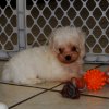 sweet and active malti poo puppy for sale 
