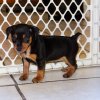 smooth and engaging min pin puppy for sale 