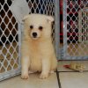 smooth and engaging american eskimo puppy for sale 