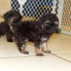 charming and spirited pek-a-poo puppy for sale 