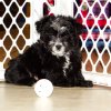 gentle and affectionate yorkie poo puppy for sale 