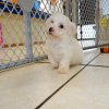 cute bichon puppy for sale 