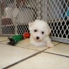 engaging and energetic bichon puppy for sale 