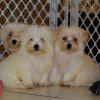 cute and affectionate maltese puppies for sale 