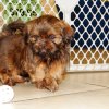charming and responsive shih tzu puppy for sale