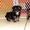 furry and gentle havanese puppy for sale