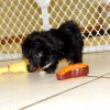 active and sweet morkie puppy for sale 