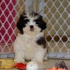gentle and active malti tzu puppy for sale