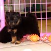 sweet and cuddly pomeranian puppy for sale 