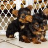 cute yorkie puppy for sale