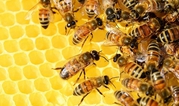 Remove Honey Bee from your house