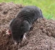 How to control a mole?