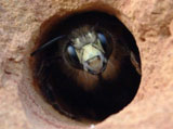 Pest control prevents carpenter bees